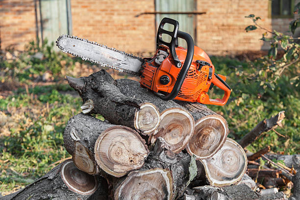 The Steps Involved in Our Tree Care Process in Murrysville, PA